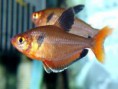 /album/fotos-de-peixes/mato-grosso-jpg/
